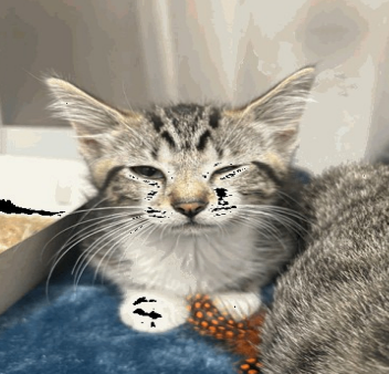 Anastasia - Cat